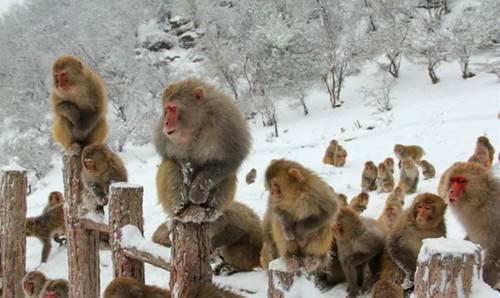 下雪了 五龙口小雪猴萌翻游客 半价优惠进行中