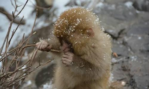 下雪了 五龙口小雪猴萌翻游客 半价优惠进行中