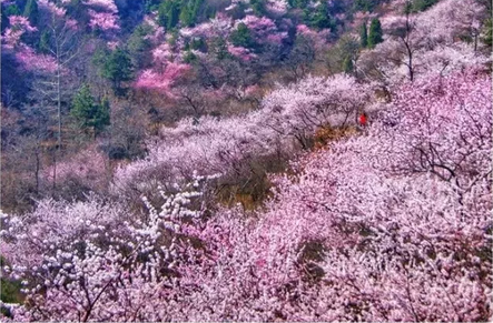 三八节丨新乡南太行免费景区出炉了！