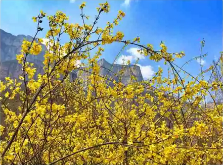 三八节丨新乡南太行免费景区出炉了！