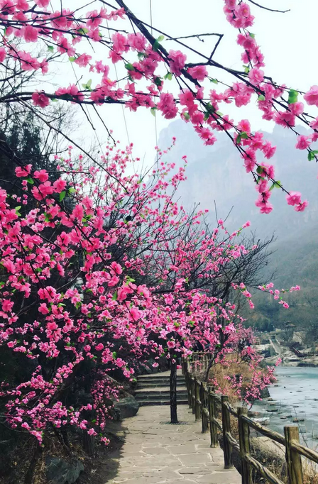 三八节丨新乡南太行免费景区出炉了！
