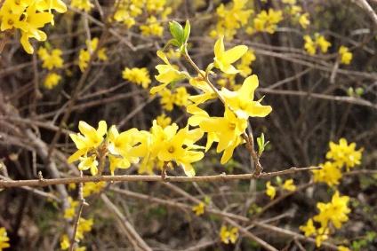 一花一世界丨关山连翘，花开正当时