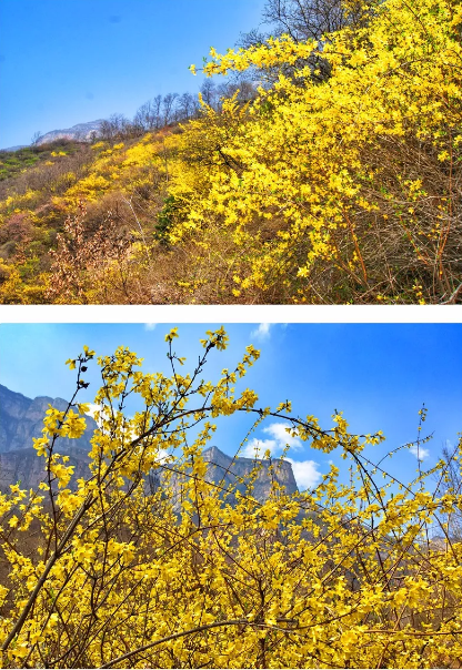 一花一世界丨关山连翘，花开正当时