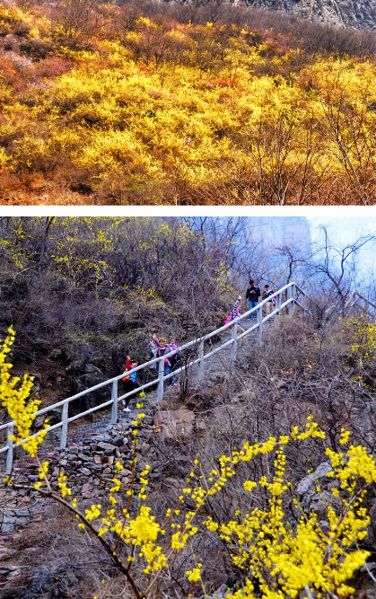 一花一世界丨关山连翘，花开正当时