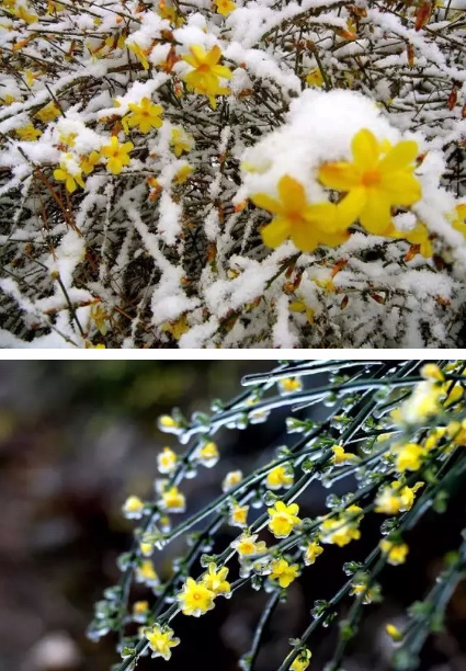 一花一世界丨关山连翘，花开正当时