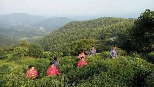 河南西九华山花千谷第二届郁金香风情文化节将于 3月24日开幕（图）