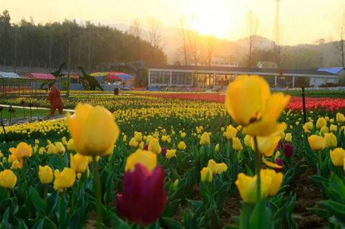 河南西九华山花千谷第二届郁金香风情文化节将于 3月24日开幕（图）
