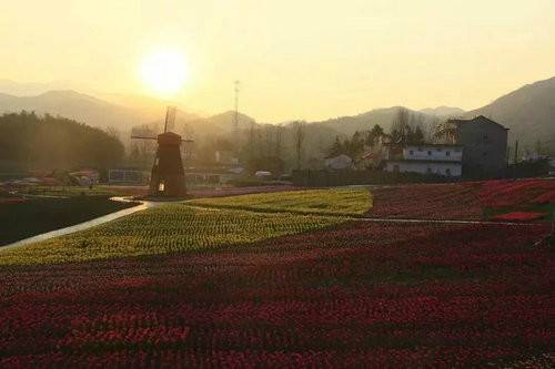 河南西九华山花千谷第二届郁金香风情文化节将于 3月24日开幕（图）