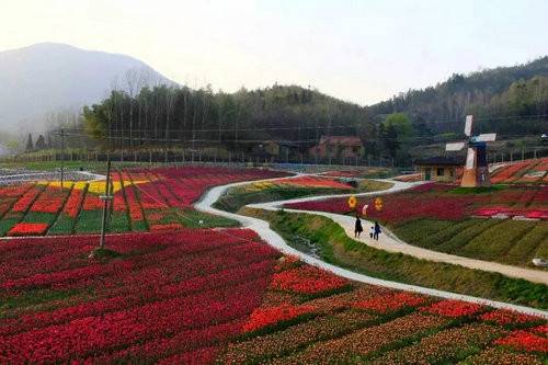 河南西九华山花千谷第二届郁金香风情文化节将于 3月24日开幕（图）