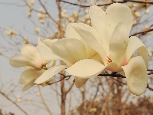 绿博园：花开春意浓，掀起踏青热