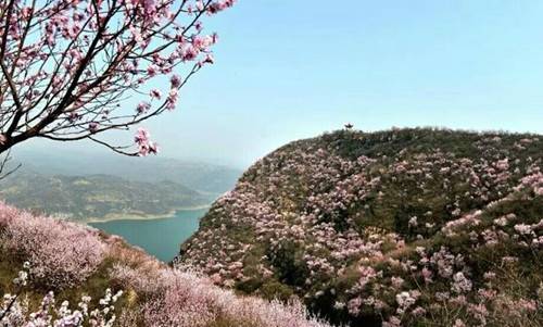 洛阳荆紫仙山第四届桃花节新闻发布会在郑州举行