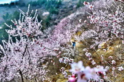 春游踏青哪里去？快来秋沟赏桃花！