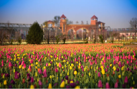 在五彩大地，与明星相伴，以春天之名赴百花盛宴，免费门票一大波震撼来袭！