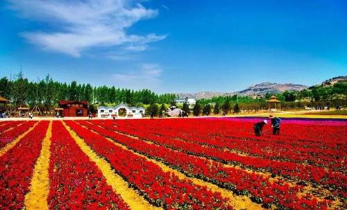 “花开盛世 锦绣方城”2018中国·方城万亩花海旅游节暨第二届牡丹节将开幕（图）