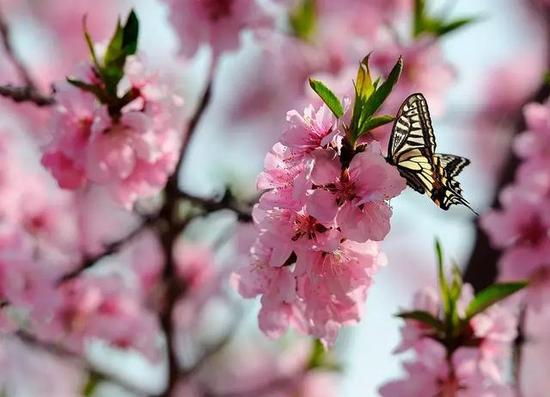 3月16日2018“春醒•忆老家 踏青赏花季”启动，青天河邀你一起“撩”花！