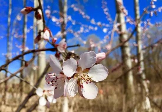 3月16日2018“春醒•忆老家 踏青赏花季”启动，青天河邀你一起“撩”花！