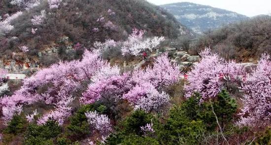 3月16日2018“春醒•忆老家 踏青赏花季”启动，青天河邀你一起“撩”花！