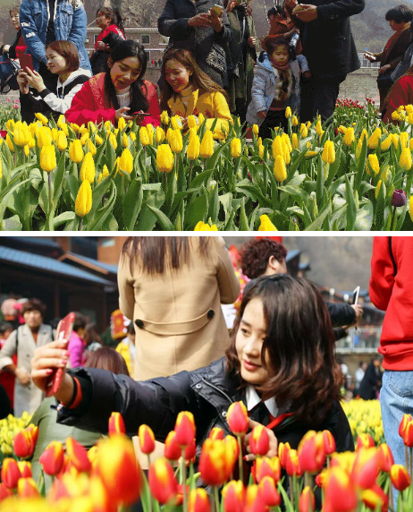 2018“春醒•忆老家踏青赏花季”暨新乡宝泉山地郁金香踏青赏花节启动仪式隆重举行