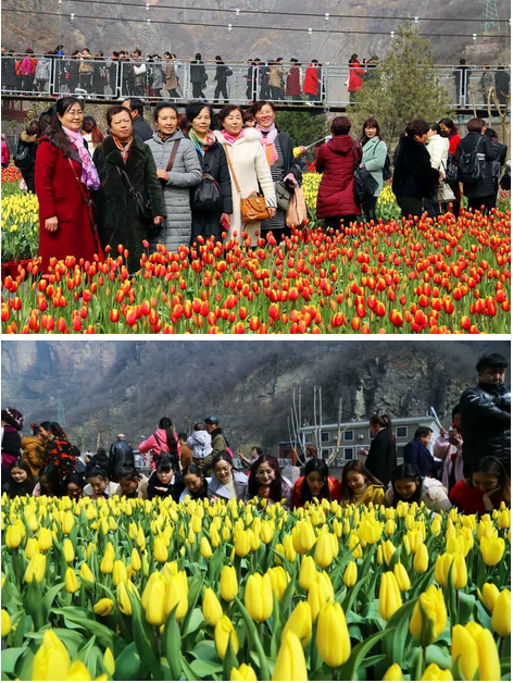 2018“春醒•忆老家踏青赏花季”暨新乡宝泉山地郁金香踏青赏花节启动仪式隆重举行