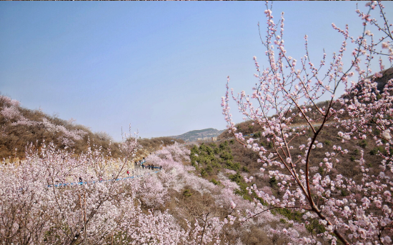 2018“春醒•忆老家 踏青赏花季”暨焦作青天河桃花节启动仪式在青天河景区隆重举行