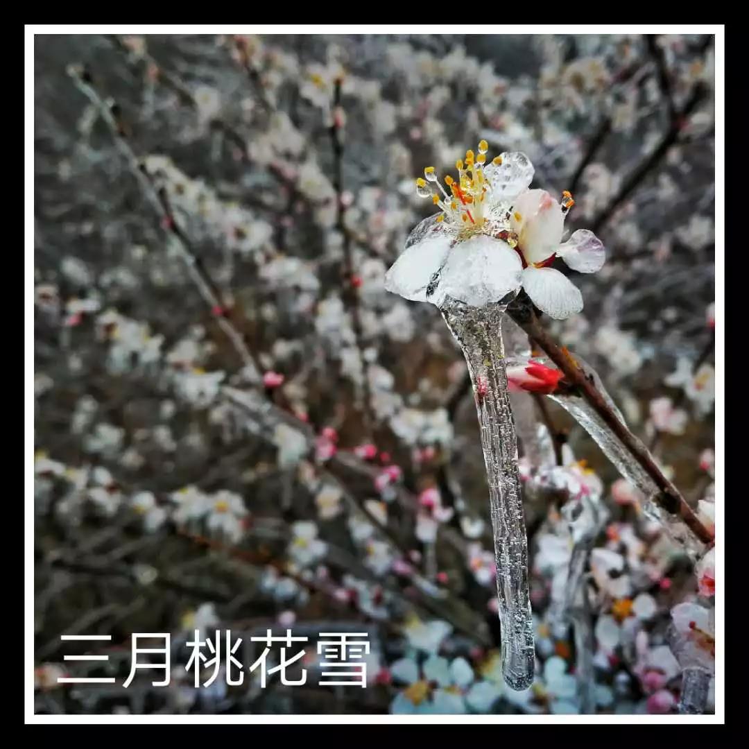 寻春赏花在云台,许你三月桃花雪 寻春赏花在云台,许你三月桃花雪
