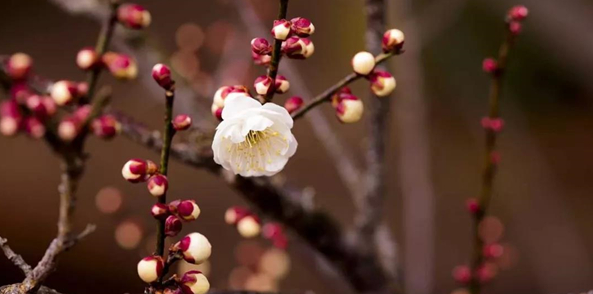 踏青赏花正当时 五朵山百花争艳为你盛开