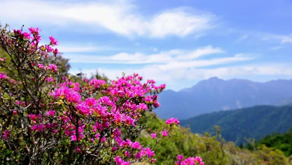 踏青赏花正当时 五朵山百花争艳为你盛开