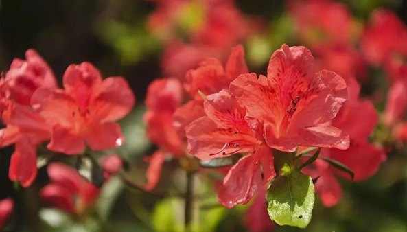 踏青赏花正当时 五朵山百花争艳为你盛开