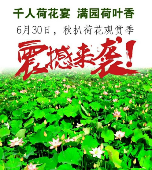奇境栾川，魅力秋扒，荷花小镇百亩荷塘花开正艳