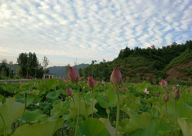 奇境栾川，魅力秋扒，荷花小镇百亩荷塘花开正艳