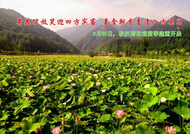 奇境栾川，魅力秋扒，荷花小镇百亩荷塘花开正艳