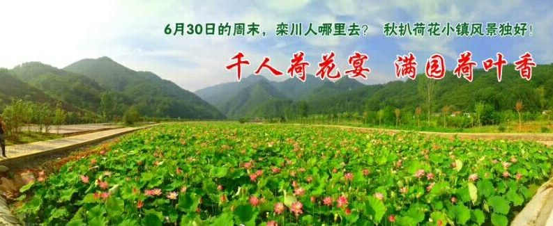 奇境栾川，魅力秋扒，荷花小镇百亩荷塘花开正艳