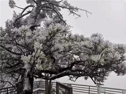 2018年第一场雪来了 西峡老界岭门票全免