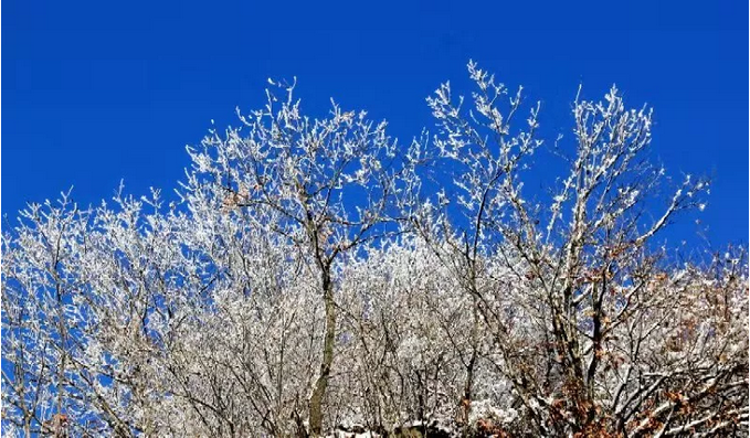 今日大雪：洛阳白云山一路风景伴你前行