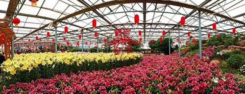 绿博园百合花展筹备进行时 春节如约绽放