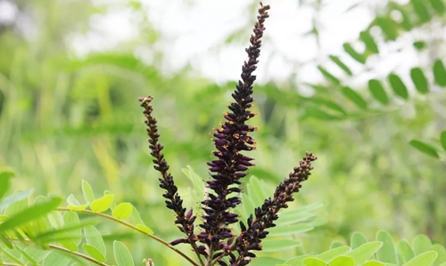 守护花海 绿博园在行动