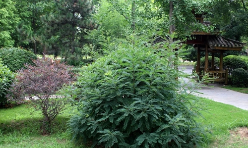 守护花海 绿博园在行动