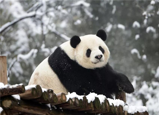 好消息!2019龙潭大峡谷新春“壕礼”来袭 好消息!2019龙潭大峡谷新春“壕礼”来袭