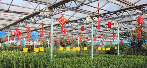 绿博园新春赏花海 百事合意过新年
