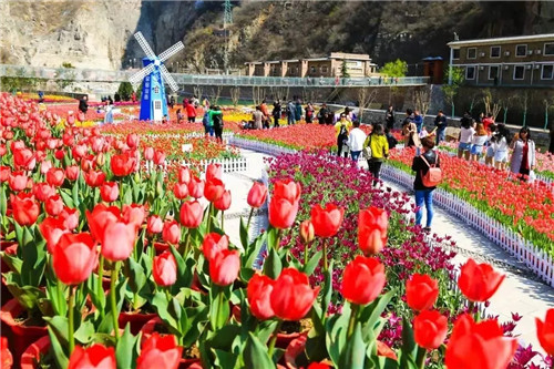 宝泉景区“三八节”免门票 百万郁金香为你绽放