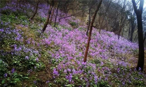 三月踏青季，青天河邀您乘船、爬山、赏花、徒步...