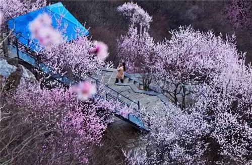 三月踏青季，青天河邀您乘船、爬山、赏花、徒步...