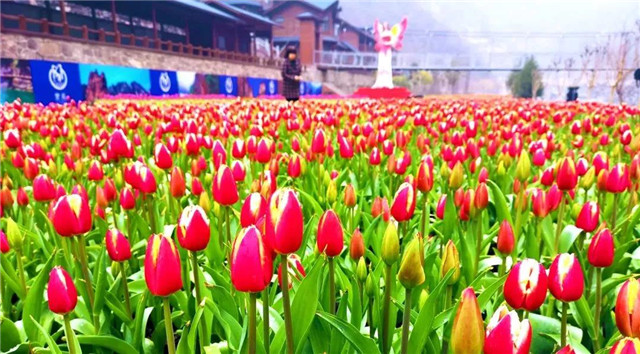 春天赏花有好去处，宝泉郁金香花开成海！