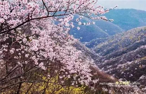 福利加磅!3月5日-20日,青天河邀请焦作女士免费赏万亩桃花 福利加磅!3月5日-20日,青天河邀请焦作女士免费赏万亩桃花