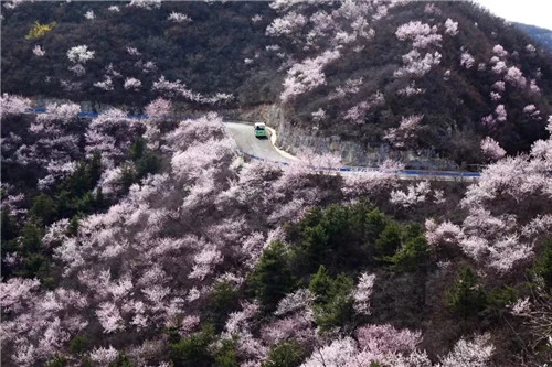 十万亩山桃花含苞待放 3月5日-20日青天河邀焦作女士免费赏