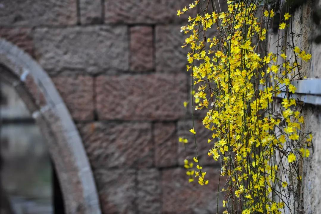 春暖花开，踏青赏花，台儿庄古城迎来初春旅行小高峰