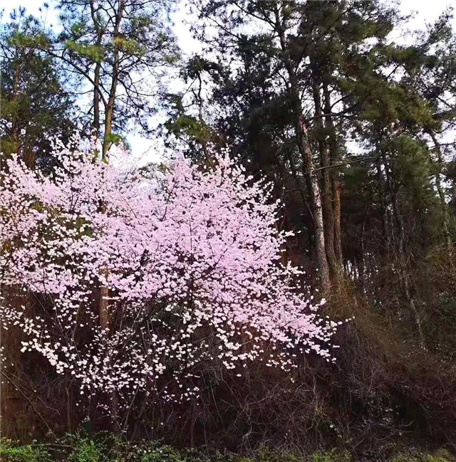 登鸡公山古道  赏“山樱如美人，红颜易消歇”