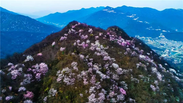 登鸡公山古道  赏“山樱如美人，红颜易消歇”
