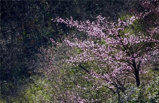 登鸡公山古道  赏“山樱如美人，红颜易消歇”