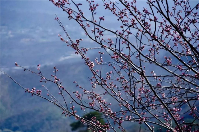 登鸡公山古道  赏“山樱如美人，红颜易消歇”